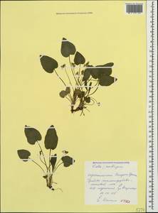 Viola ambigua Waldst. & Kit., Crimea (KRYM) (Russia)