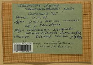 Atrichum undulatum (Hedw.) P. Beauv., Bryophytes, Bryophytes - Middle Russia (B6) (Russia)