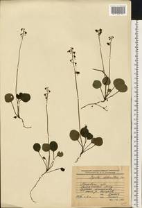 Pyrola chlorantha Sw., Eastern Europe, Moscow region (E4a) (Russia)