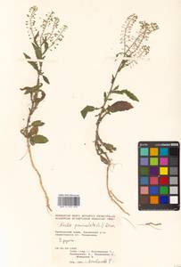 Neslia paniculata (L.) Desv., Siberia, Russian Far East (S6) (Russia)