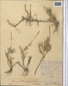 Aeluropus littoralis (Gouan) Parl., Middle Asia, Kopet Dag, Badkhyz, Small & Great Balkhan (M1) (Turkmenistan)