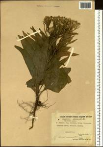 Saussurea amara (L.) DC., Siberia, Yakutia (S5) (Russia)