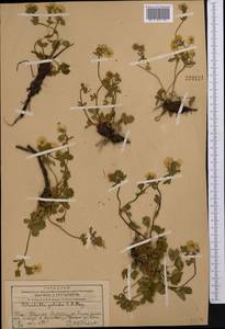 Potentilla crantzii subsp. gelida (C.A.Mey.) Soják, Middle Asia, Western Tian Shan & Karatau (M3) (Kazakhstan)