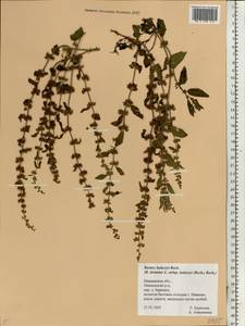 Rumex dentatus subsp. dentatus, Eastern Europe, Central forest region (E5) (Russia)