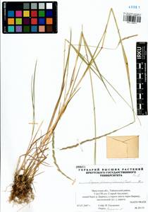 Elymus fibrosus (Schrenk) Tzvelev, Siberia, Baikal & Transbaikal region (S4) (Russia)