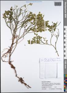 Vaccinium myrtillus L., Siberia, Western Siberia (S1) (Russia)