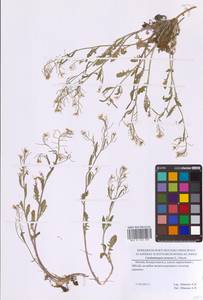 Arabidopsis arenosa subsp. arenosa, Eastern Europe, Moscow region (E4a) (Russia)