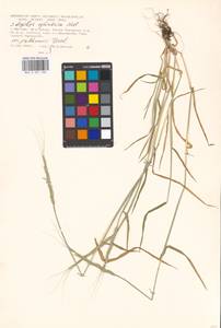 Aegilops cylindrica Host, Eastern Europe, Moscow region (E4a) (Russia)