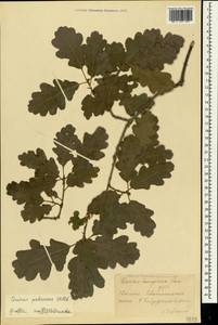 Quercus pubescens Willd., Crimea (KRYM) (Russia)