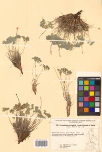 Paraquilegia microphylla (Royle) J. Drumm. & Hutch., Siberia, Russian Far East (S6) (Russia)