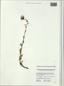 Chrysanthemum mongolicum Y. Ling, Siberia, Baikal & Transbaikal region (S4) (Russia)