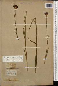Dianthus capitatus, Caucasus, Krasnodar Krai & Adygea (K1a) (Russia)