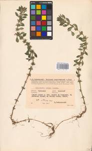 MHA 0 156 545, Clinopodium acinos (L.) Kuntze, Eastern Europe, Central region (E4) (Russia)