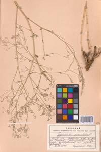 Gypsophila paniculata L., Eastern Europe, Eastern region (E10) (Russia)