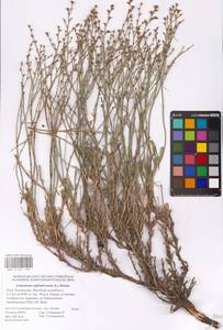 Limonium suffruticosum (L.) Kuntze, Eastern Europe, Lower Volga region (E9) (Russia)