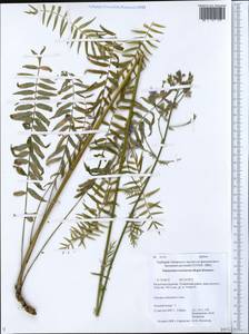 Polemonium caeruleum subsp. kiushianum (Kitam.) Hara, Siberia, Baikal & Transbaikal region (S4) (Russia)