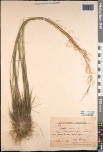 Agrostis canina L., Siberia, Russian Far East (S6) (Russia)