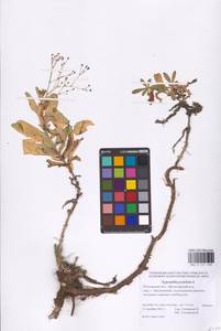 Gypsophila perfoliata L., Eastern Europe, Rostov Oblast (E12a) (Russia)