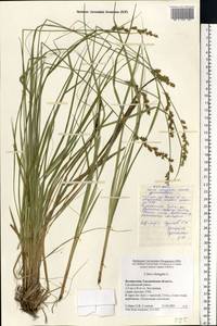 Carex elongata L., Eastern Europe, Belarus (E3a) (Belarus)