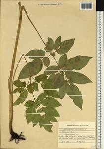 Chaerophyllum aromaticum L., Eastern Europe, Central region (E4) (Russia)