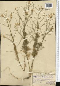 Delphinium barbatum Bunge, Middle Asia, Pamir & Pamiro-Alai (M2) (Uzbekistan)