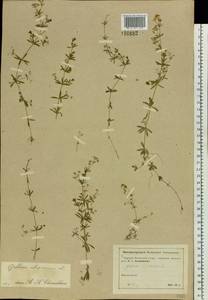 Galium uliginosum L., Eastern Europe, Moscow region (E4a) (Russia)