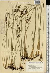 Juncus balticus Willd., Eastern Europe, Latvia (E2b) (Latvia)