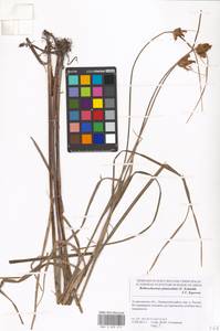 Bolboschoenus planiculmis (F.Schmidt) T.V.Egorova, Eastern Europe, Lower Volga region (E9) (Russia)