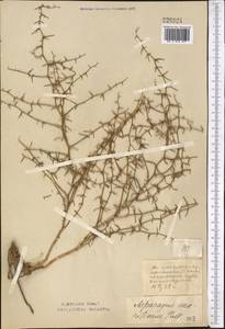 Asparagus breslerianus Schult. & Schult.f., Middle Asia, Northern & Central Kazakhstan (M10) (Kazakhstan)