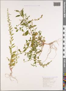 Lipandra polysperma (L.) S. Fuentes, Uotila & Borsch, Caucasus, Krasnodar Krai & Adygea (K1a) (Russia)