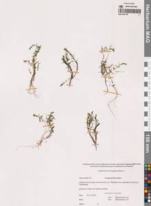 Callitriche hermaphroditica L., Siberia, Chukotka & Kamchatka (S7) (Russia)
