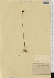 Dianthus diutinus Schult., Western Europe (EUR) (Slovenia)