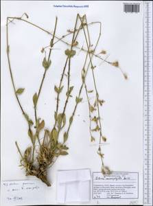 Silene microphylla Boiss., Middle Asia, Pamir & Pamiro-Alai (M2) (Tajikistan)