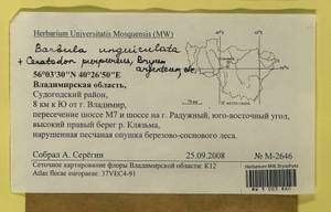 Barbula unguiculata Hedw., Bryophytes, Bryophytes - Middle Russia (B6) (Russia)