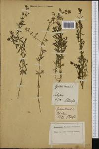 Galium boreale L., Western Europe (EUR) (Germany)