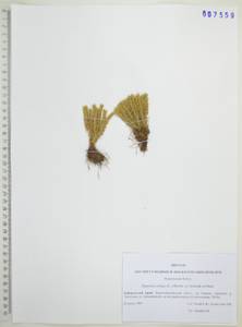 Huperzia selago (L.) Bernh., Siberia, Russian Far East (S6) (Russia)