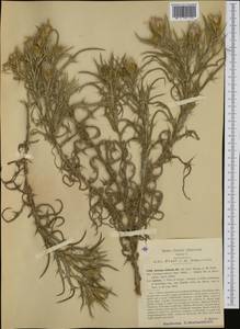 Cirsium italicum (Savi) DC., Western Europe (EUR) (Italy)