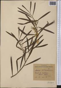 Acacia, America (AMER) (Mexico)