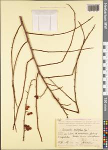 Cotoneaster multiflorus Bunge, Caucasus, Armenia (K5) (Armenia)