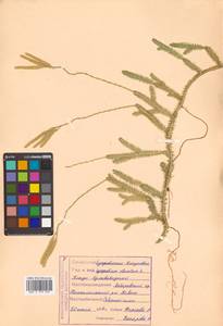 Lycopodium clavatum L., Siberia, Russian Far East (S6) (Russia)