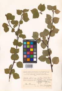 Betula pubescens var. pubescens, Eastern Europe, Northern region (E1) (Russia)