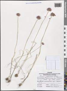 Allium regelianum A.K.Becker, Eastern Europe, Central forest-and-steppe region (E6) (Russia)
