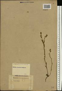 Buglossoides arvensis (L.) I. M. Johnst., Eastern Europe, Rostov Oblast (E12a) (Russia)