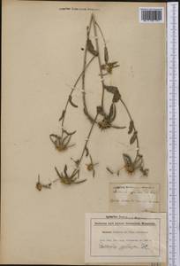 Pallenis spinosa (L.) Cass., Western Europe (EUR) (Italy)