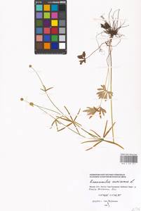 Ranunculus auricomus L., Eastern Europe, Moscow region (E4a) (Russia)