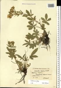 Potentilla astracanica Jacq., Eastern Europe, Lower Volga region (E9) (Russia)