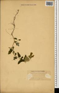 Scutellaria orientalis L., Caucasus, Stavropol Krai, Karachay-Cherkessia & Kabardino-Balkaria (K1b) (Russia)