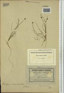 Isolepis crassiuscula Hook.f., Australia & Oceania (AUSTR) (Australia)