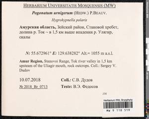 Pogonatum urnigerum (Hedw.) P. Beauv., Bryophytes, Bryophytes - Russian Far East (excl. Chukotka & Kamchatka) (B20) (Russia)