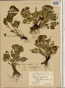 Tephroseris integrifolia subsp. primulifolia (Cufod.) Greuter, Caucasus, North Ossetia, Ingushetia & Chechnya (K1c) (Russia)